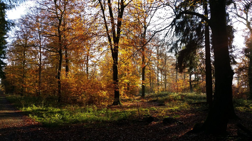 20141106_090629.jpg - Autumn in the woods