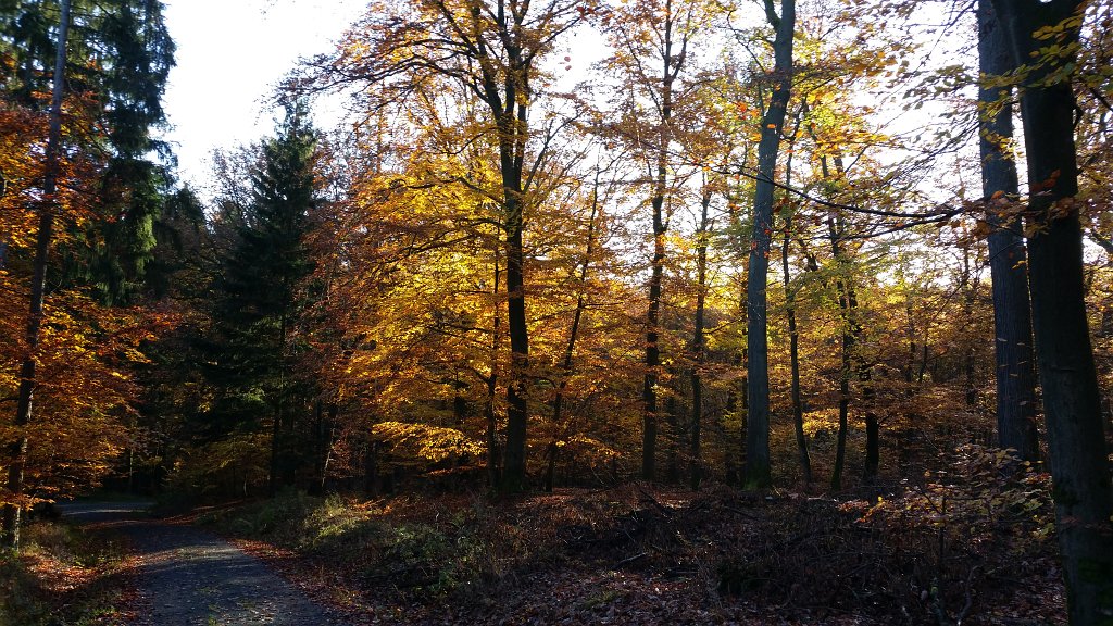 20141106_091157.jpg - Green, yellow and red leaves