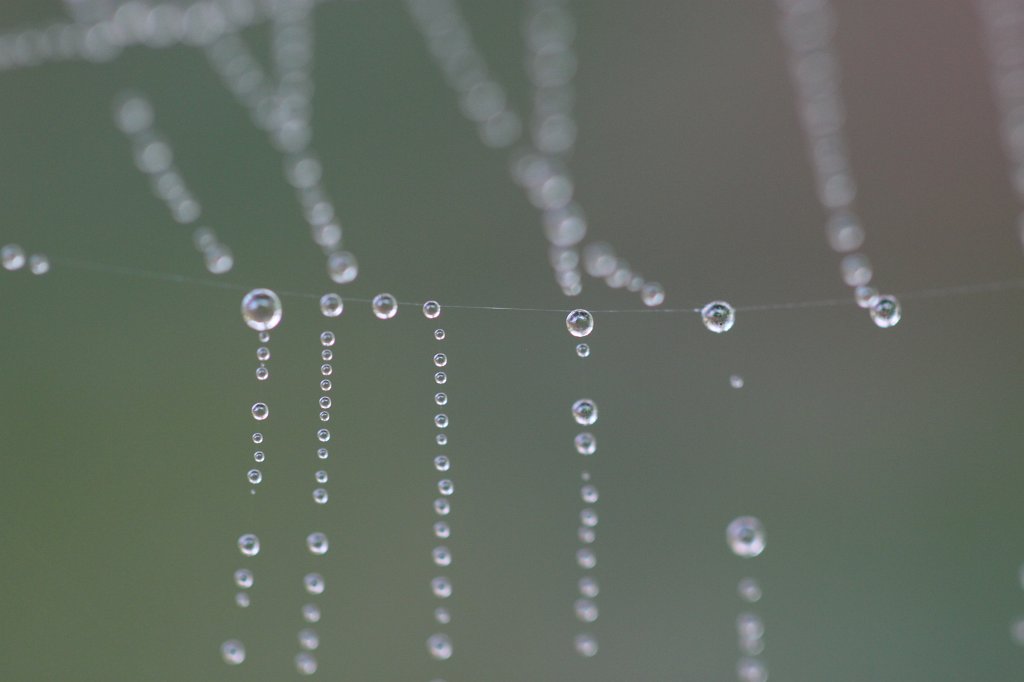 IMG_7311.JPG - Spider web droplets