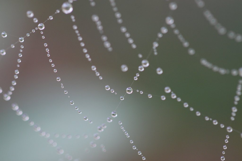 IMG_7313.JPG - Spider web droplets