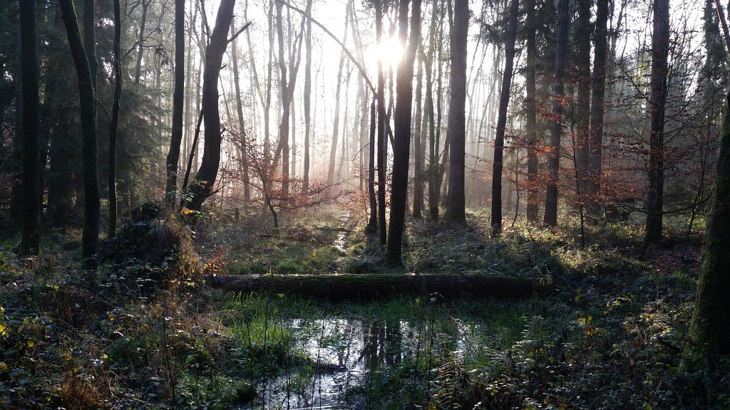 20141121_092037.jpg - Flow in the woods at a misty morning