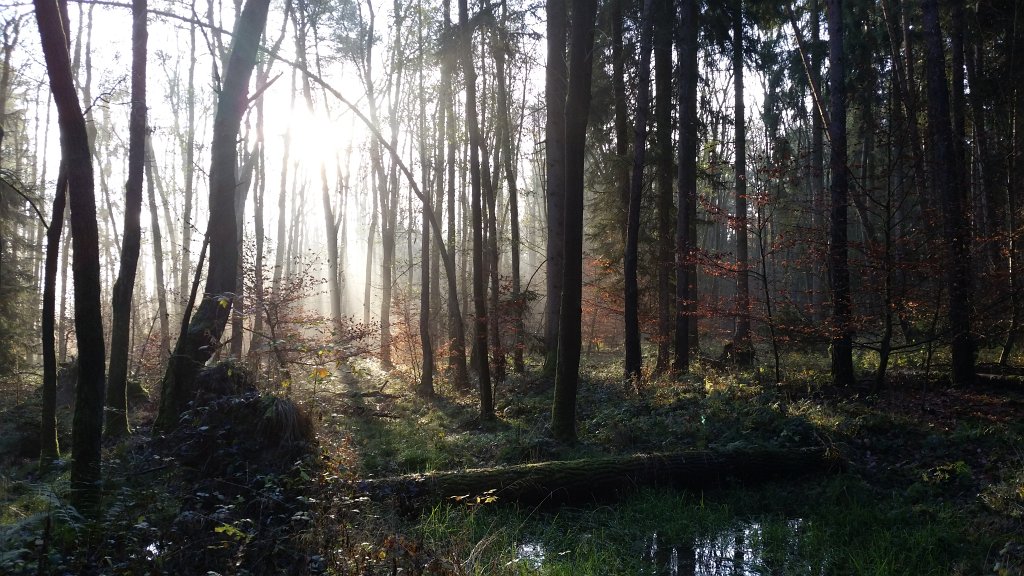 20141121_092049.jpg - Flow in the woods at a misty morning