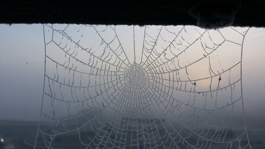 20141125_082210.jpg - Spider web in hoar frost