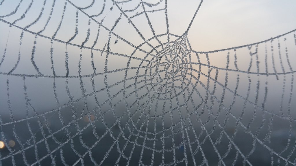20141125_082239.jpg - Spider web in hoar frost