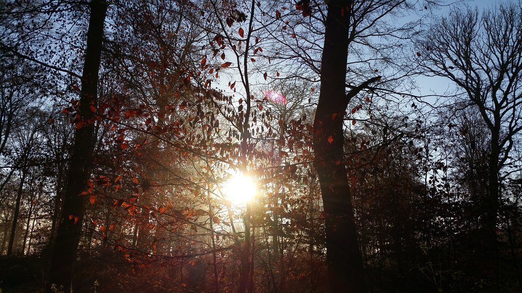 20141125_091547.jpg - Early sun in the woods