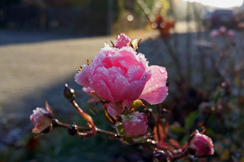 20141125_100438_c.jpg - The rose and the hoar frost