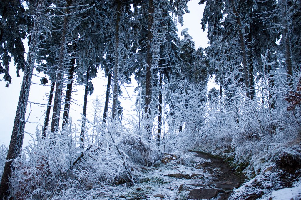 IMG_8050_c.jpg - Winter in the  Taunus  - path to the  Feldberg  summit
