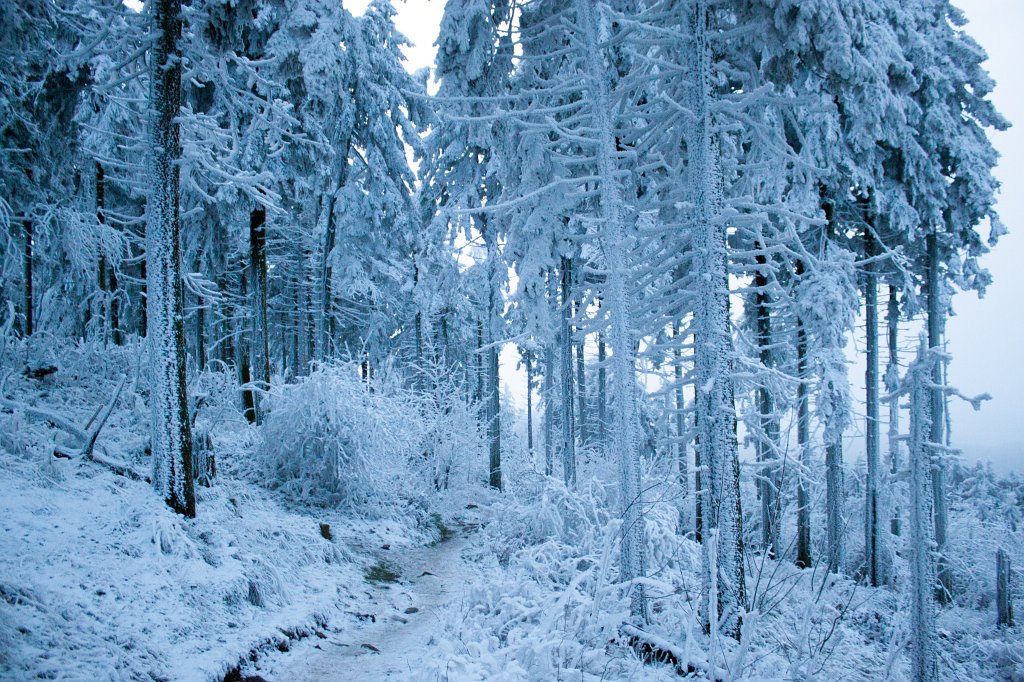 IMG_8107_c.jpg - Winter in the  Taunus  - Path to the  Feldberg  summit