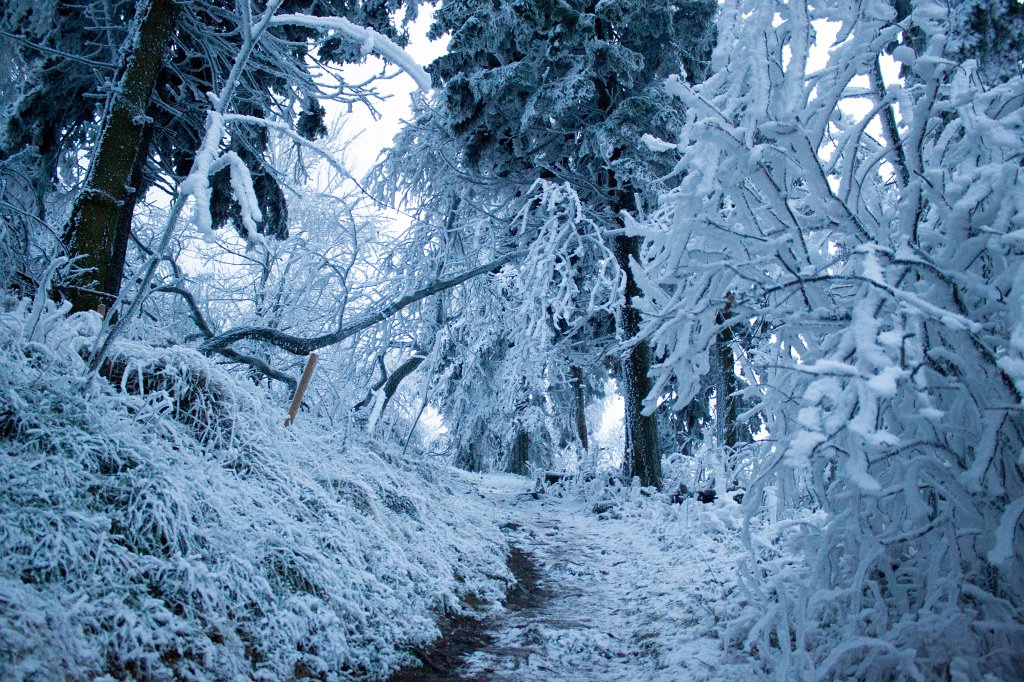 IMG_8109_c.jpg - Winter in the  Taunus  - Path to the  Feldberg  summit
