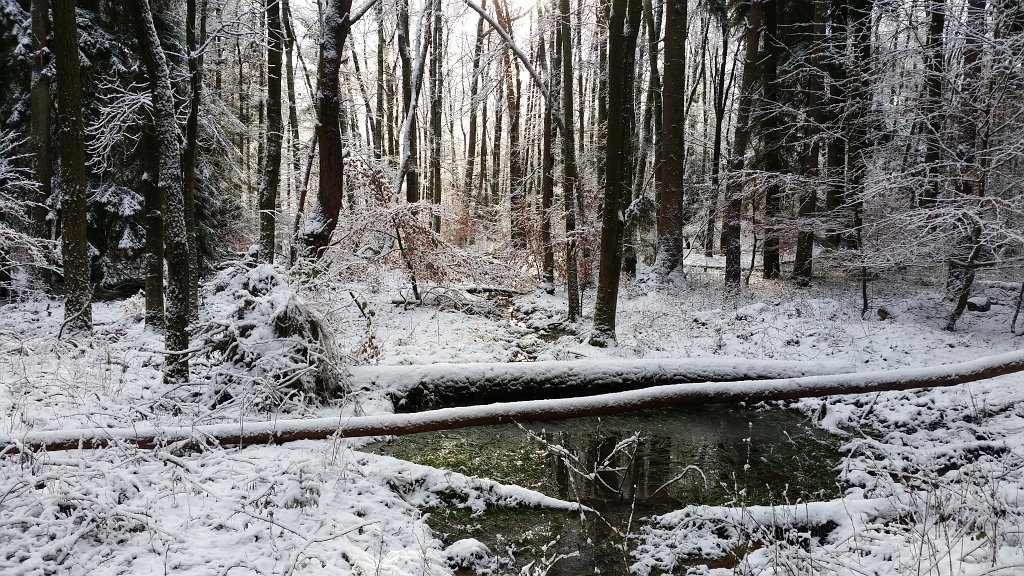 20150130_094915.jpg - Flow through the snowy forest
