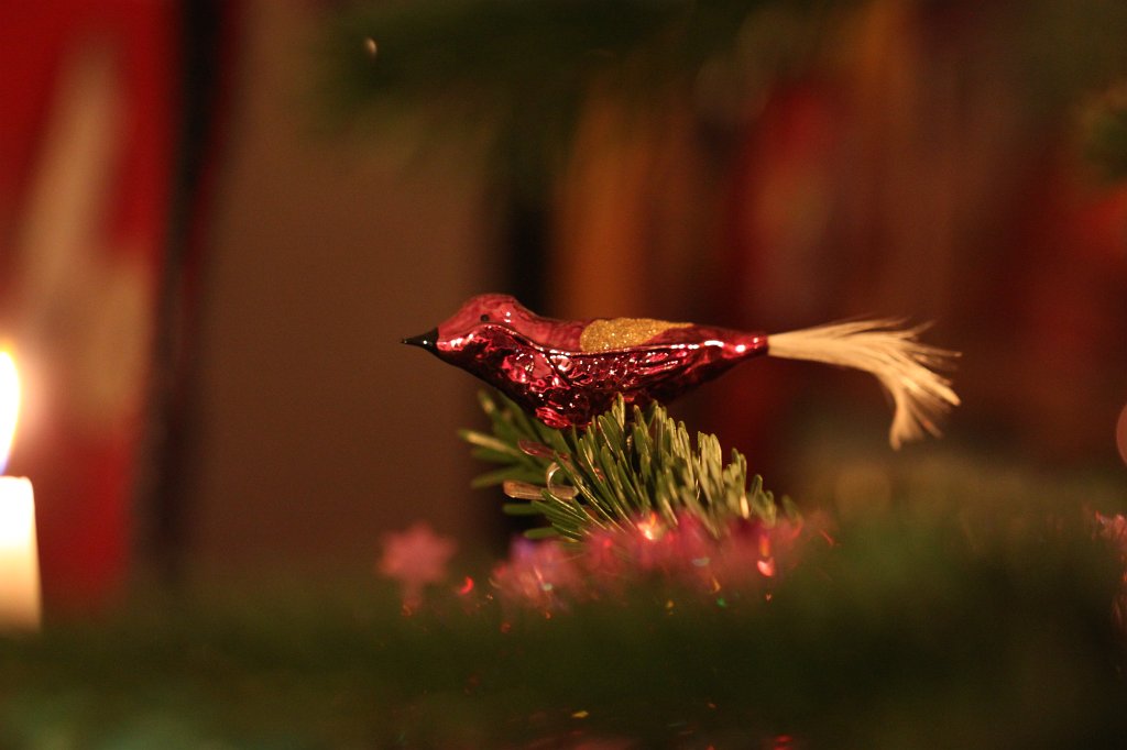 IMG_8378.JPG - Bird in the christmas tree habitat