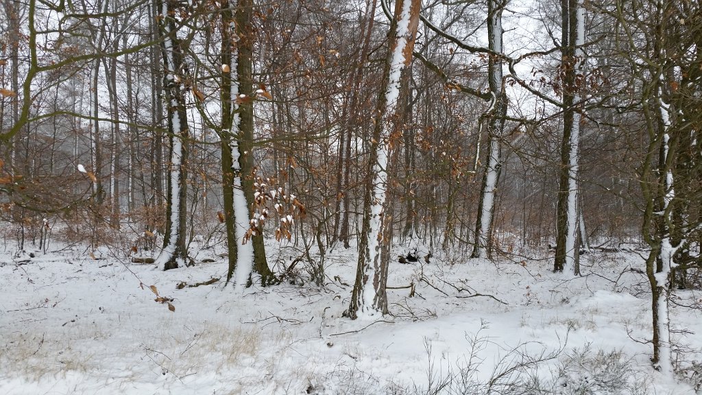 20150223_085625.jpg - Snow on the trees