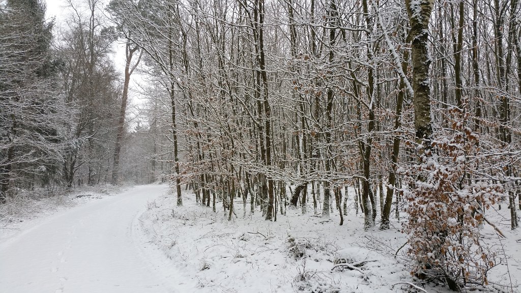 20150223_091610.jpg - Fresh snow in the woods