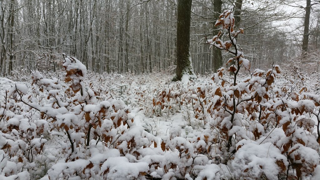 20150223_091726.jpg - Fresh snow in the woods