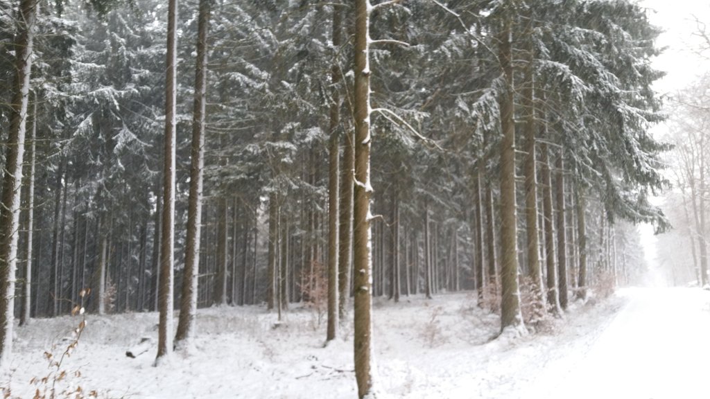 20150223_092044.jpg - Snowing in the woods
