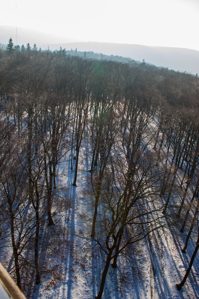 IMG_8733_c.jpg - Bald snowy woods