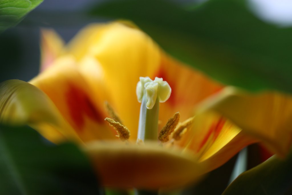 IMG_8781.JPG - Yellow  tulip 