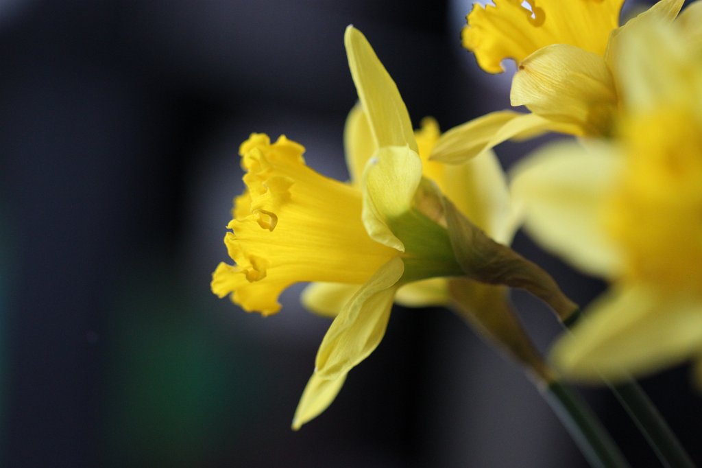 IMG_8783.JPG - Yellow  daffodil 