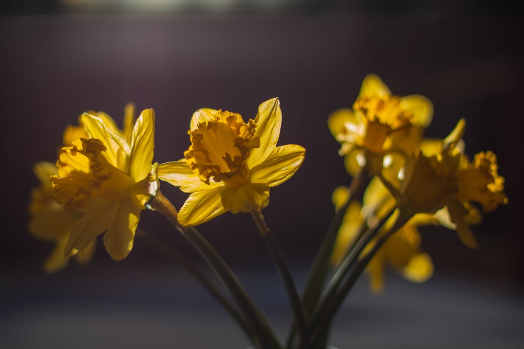 IMG_8785_c.jpg - Yellow  daffodil 