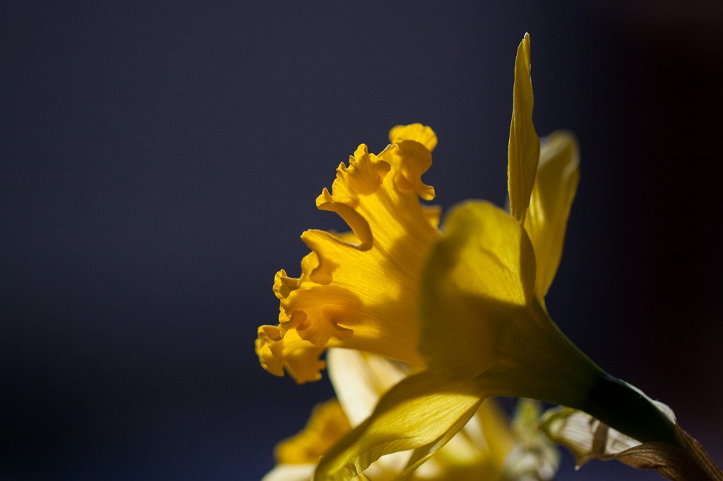 IMG_8791_c.jpg - Yellow  daffodil 
