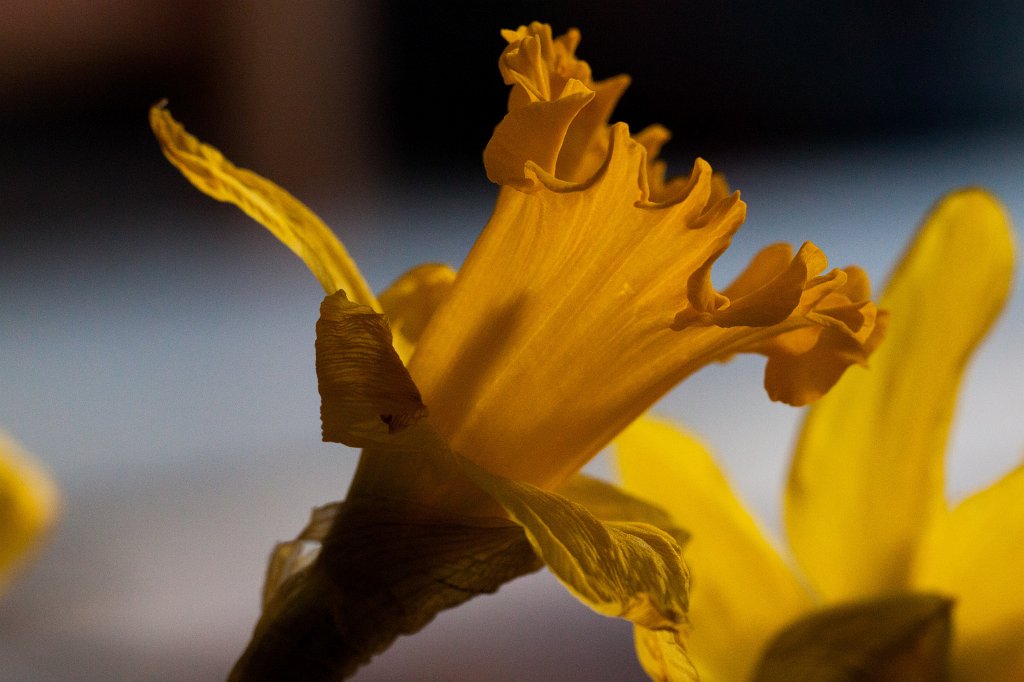 IMG_8798_c.jpg - Yellow  daffodil 