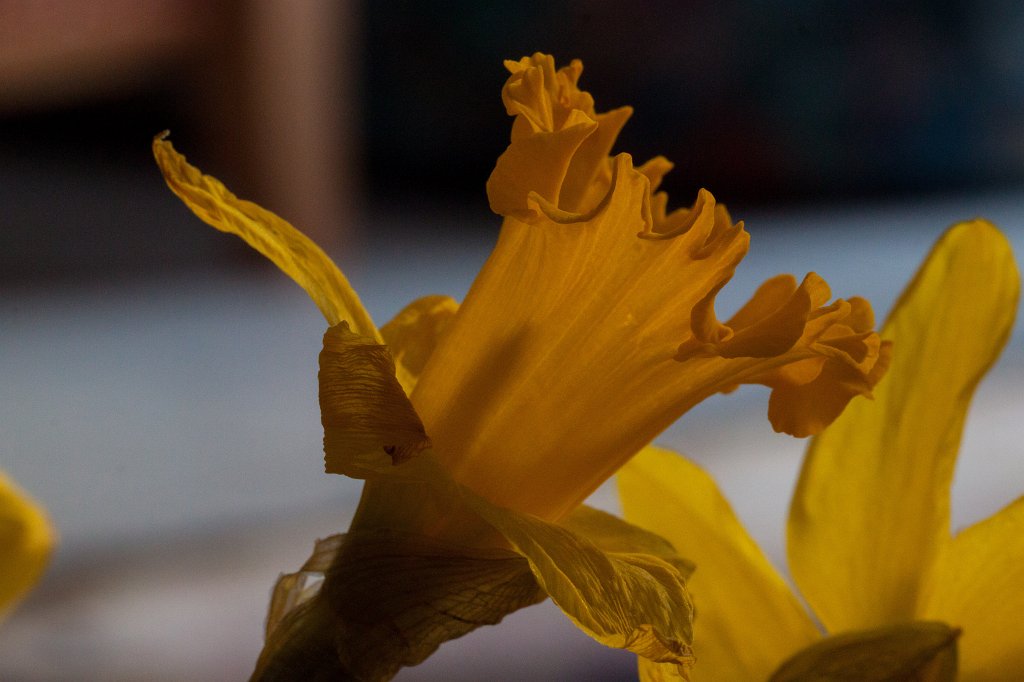 IMG_8801_c.jpg - Yellow  daffodil 