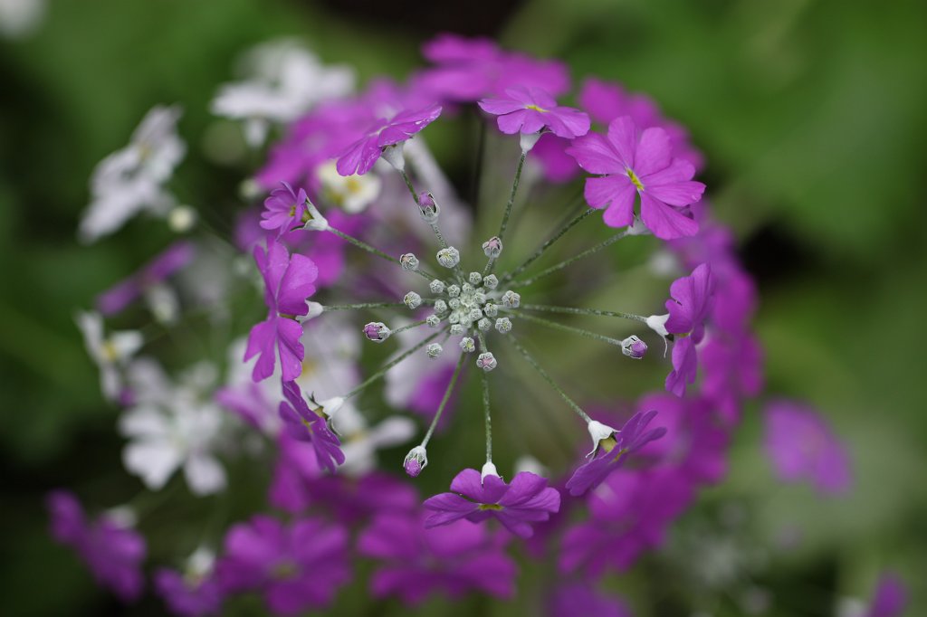 IMG_9032.JPG -  Fairy Primrose  ( Fliederprimel ) / Primula malacoides