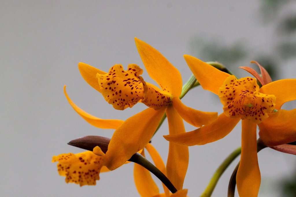 IMG_9056_c.jpg -  Orchid  ( Orchidee )