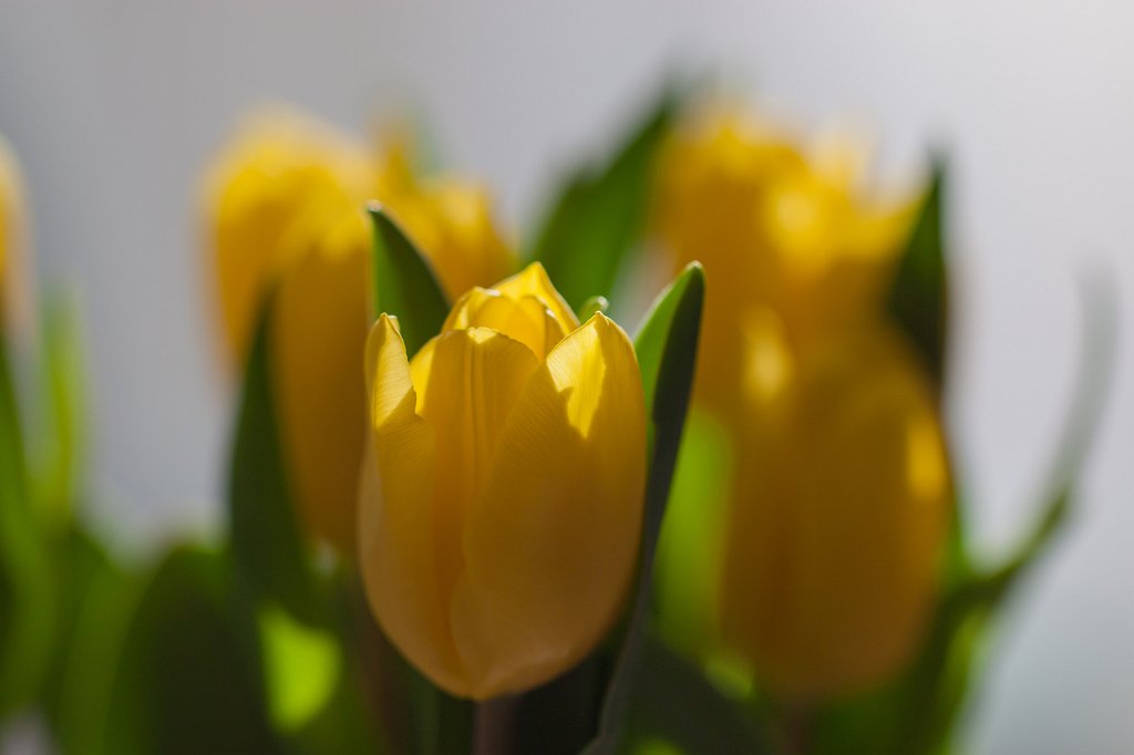 IMG_9452_c.jpg - Yellow tulip bouquet