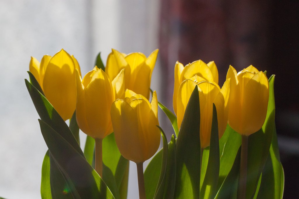 IMG_9478_c.jpg - Yellow tulip bouquet