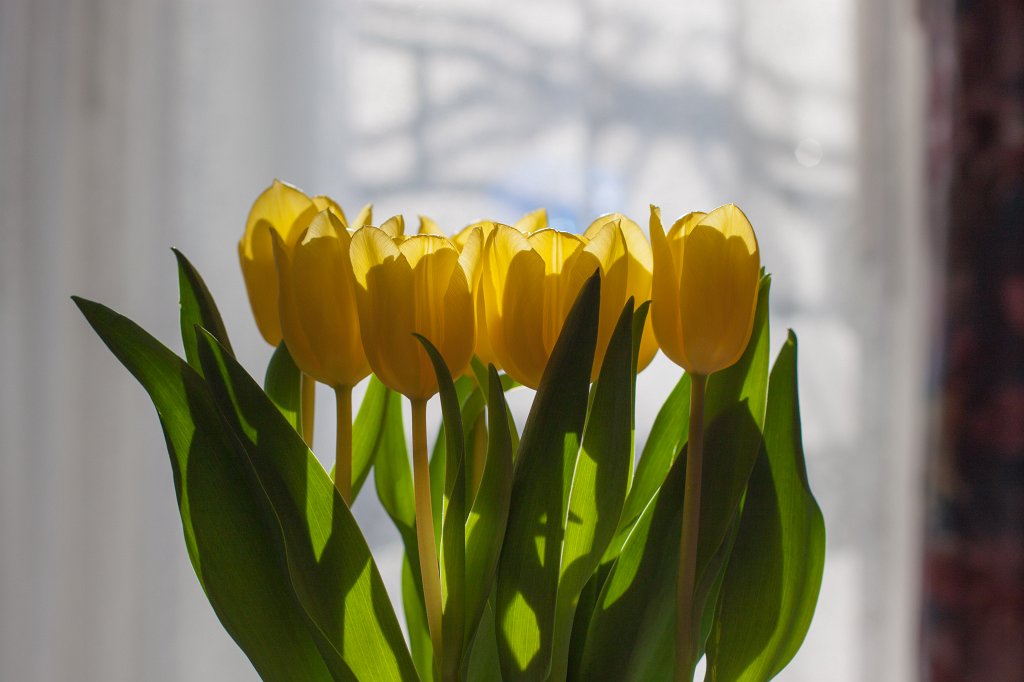 IMG_9488_c.jpg - Yellow tulip bouquet