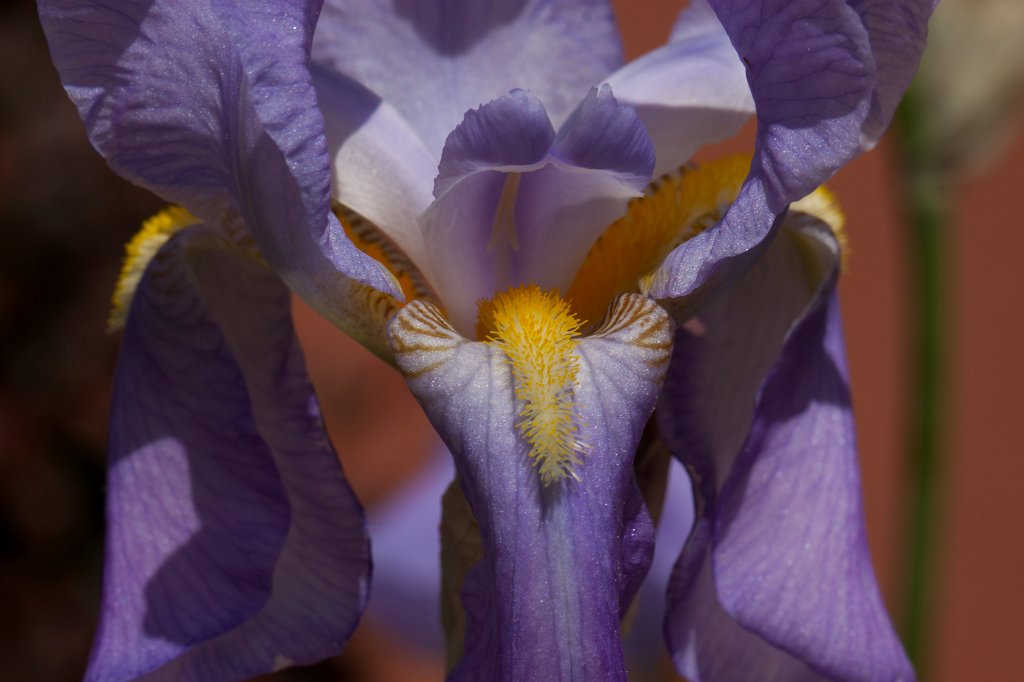 IMG_0085_c.jpg -  Iris germanica  ( Deutsche Schwertlilie )