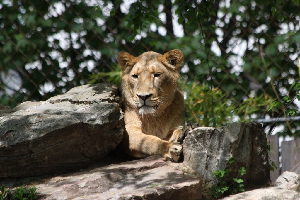 IMG_0122.JPG -  Asiatic lion  ( Asiatischer Löwe )