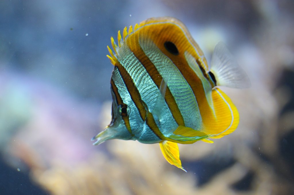 IMG_0300.JPG -  Copperband butterflyfish  ( Kupferstreifen-Pinzettfisch )