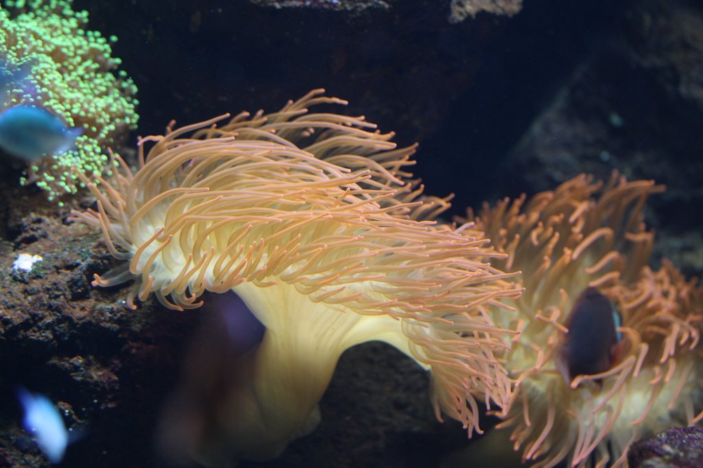 IMG_0312.JPG - Sea anemone (Seeanemone)