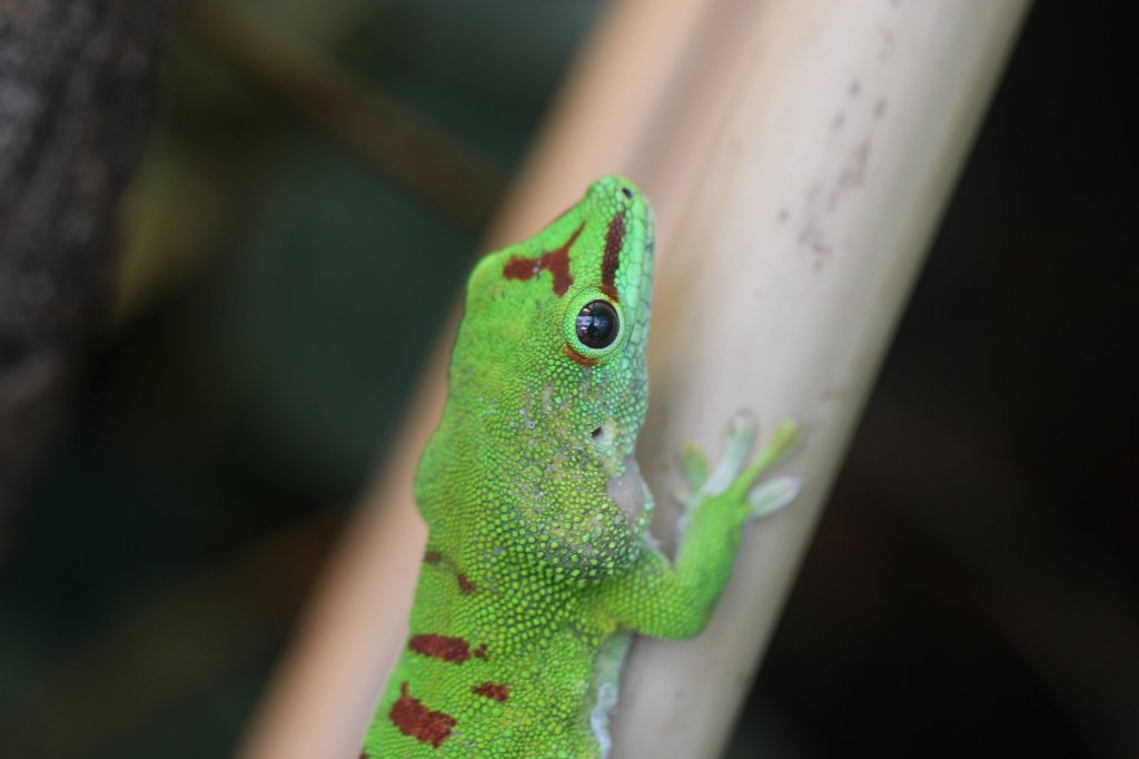 IMG_0328.JPG -  Madagascar day gecko  ( Madagaskar-Taggecko )