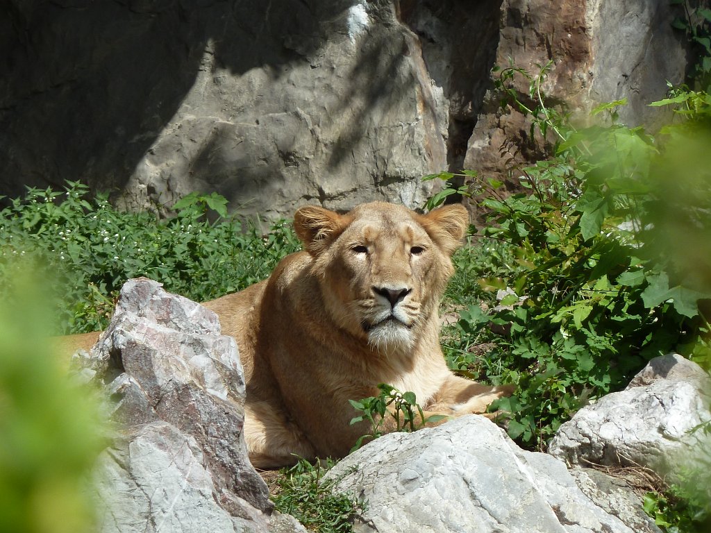 P1130920.JPG -  Asiatic lion  ( Asiatischer Löwe )