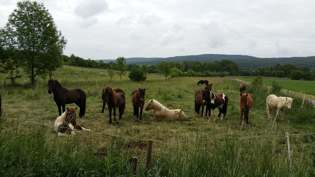20150527_090948.jpg -  Horses  ( Pferde )