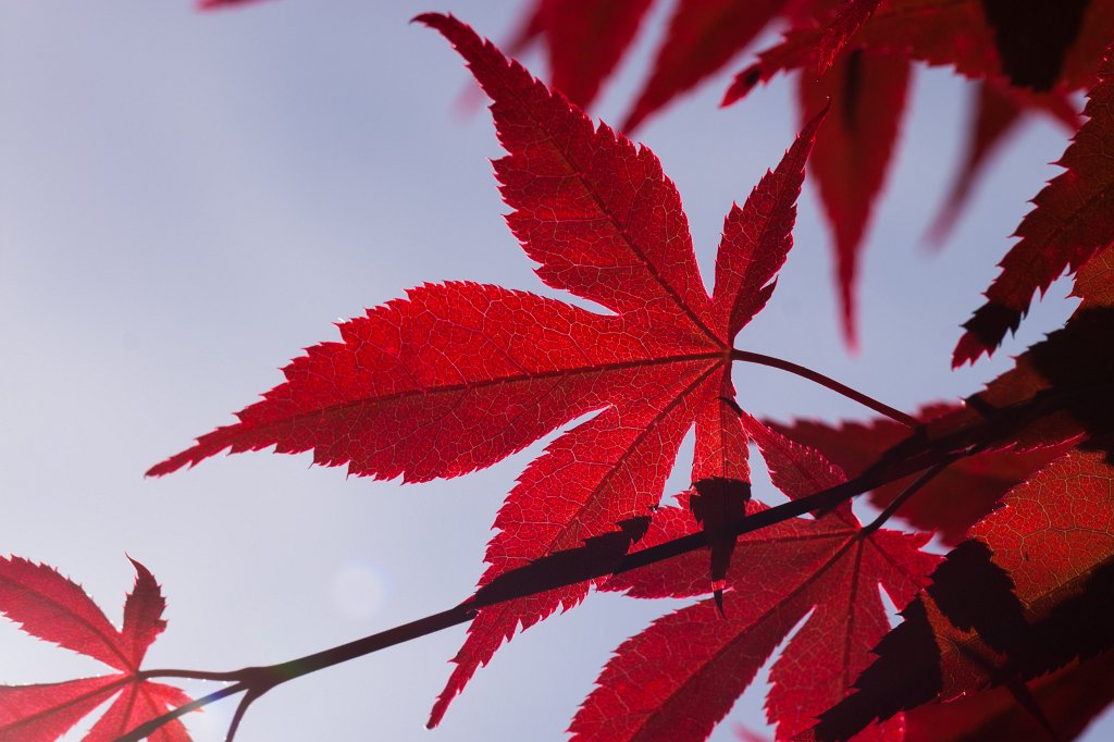 IMG_0400_c.jpg - Red  japanese maple  (Roter  Fächerahorn )