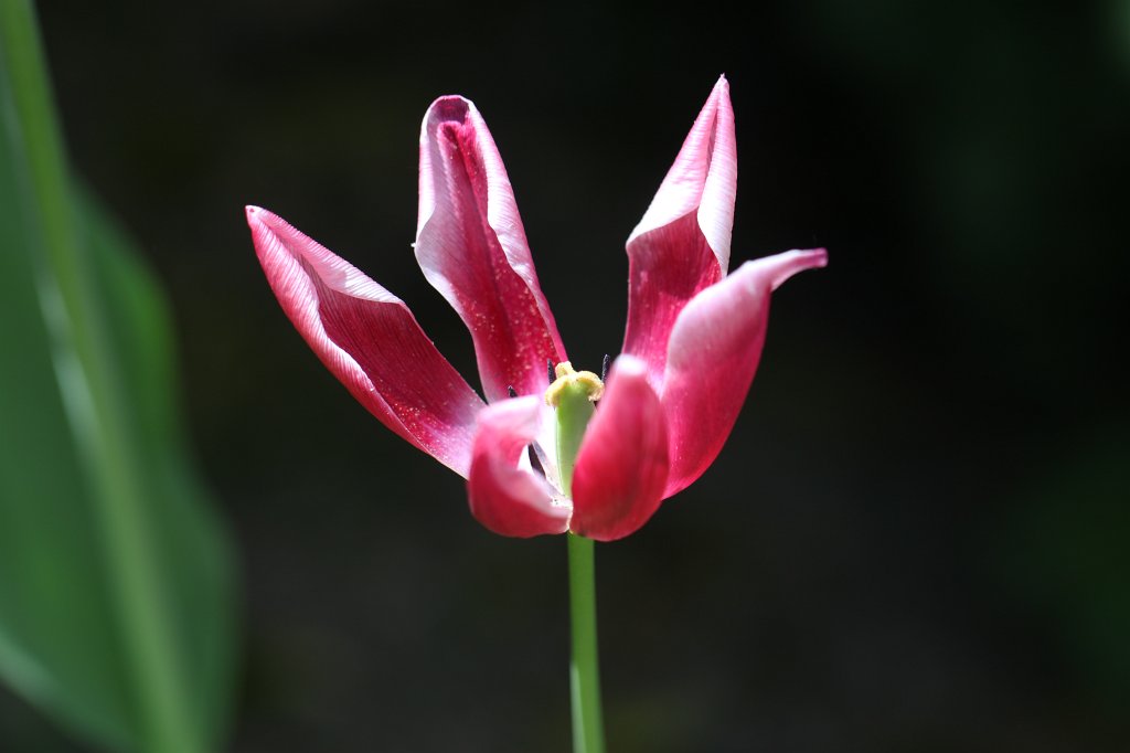 IMG_0429.JPG - Wide opened  tulip  (Weitgeöffnete  Tulpe )