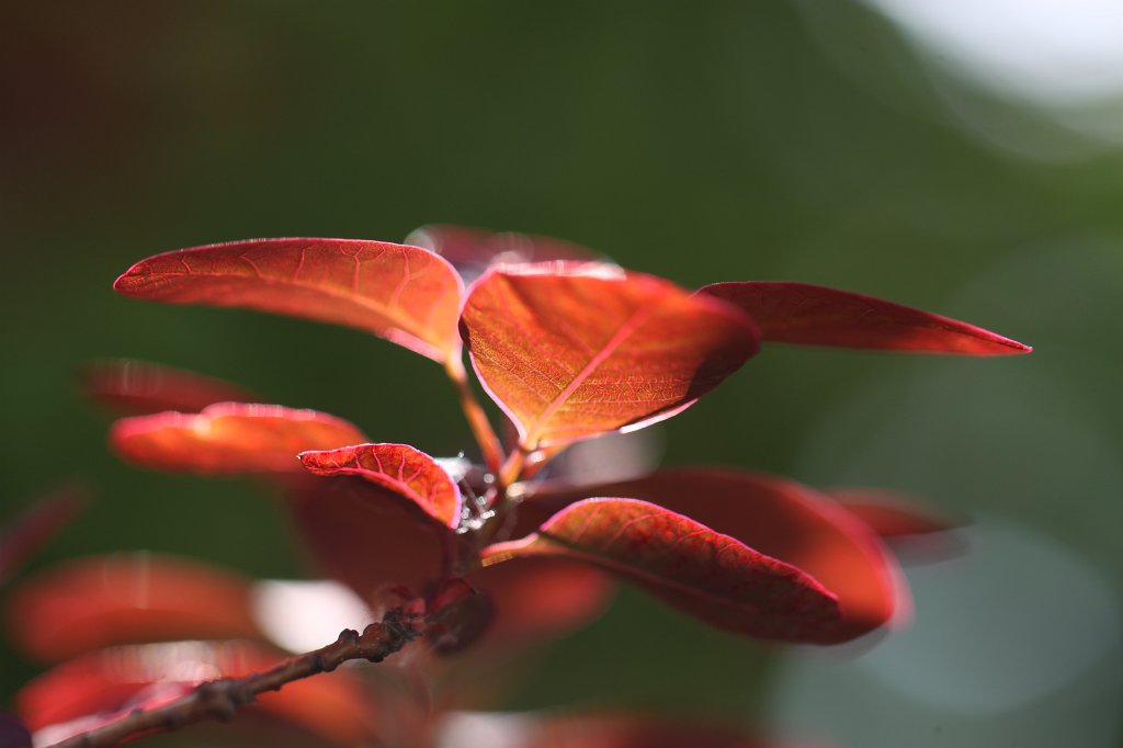 IMG_0445.JPG - Growing red leaves in spring