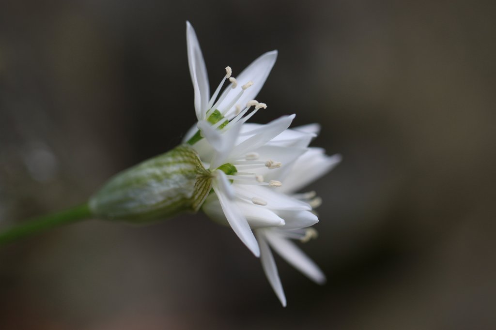 IMG_0448.JPG -  Allium ursinum  ( Bärlauch )