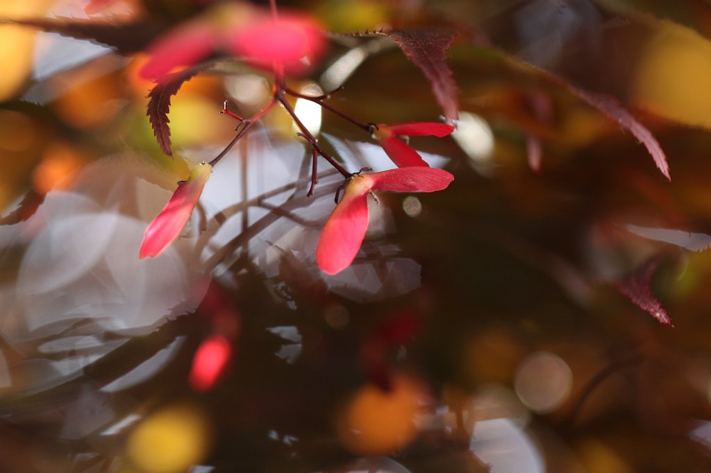 IMG_0479.JPG -  Samaras  of a red  japanese maple  ( Samaras  eines roten  Fächerahorn )
