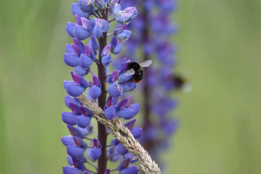 IMG_0569.JPG -  Bee  &  Blue lupin  ( Biene  &  Blaue Lupine )