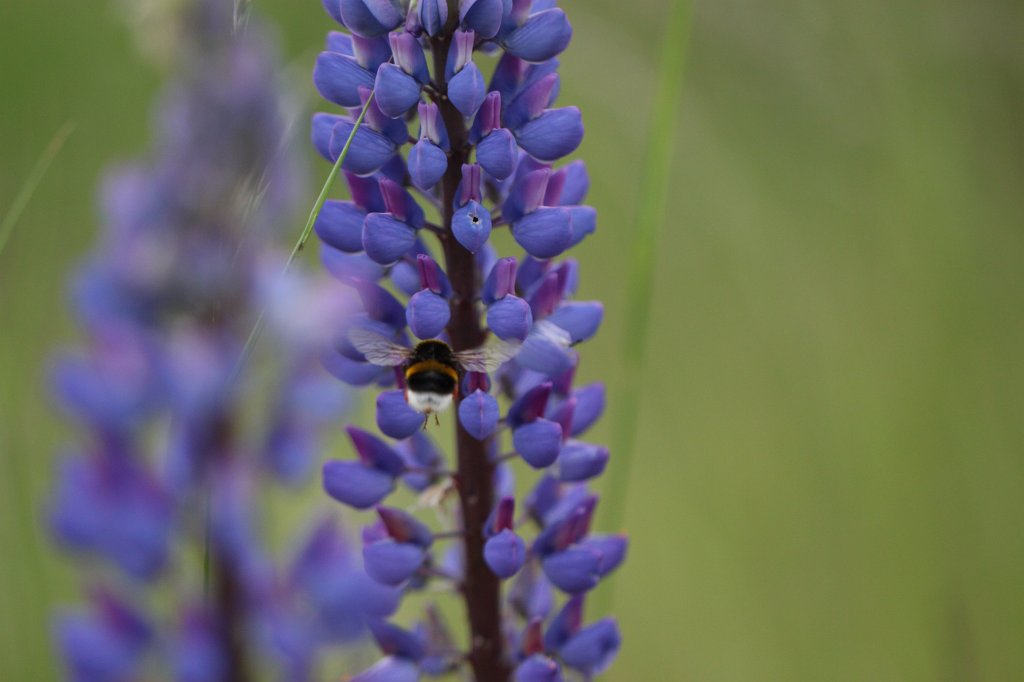 IMG_0575.JPG -  Bee  &  Blue lupin  ( Biene  &  Blaue Lupine )