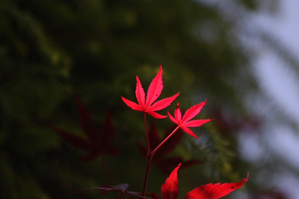 IMG_0961.JPG - Red  japanese maple  (Roter  Fächerahorn )