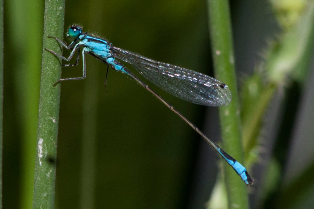 IMG_1117_c.jpg -  Blue-tailed damselfly  ( Große Pechlibelle )