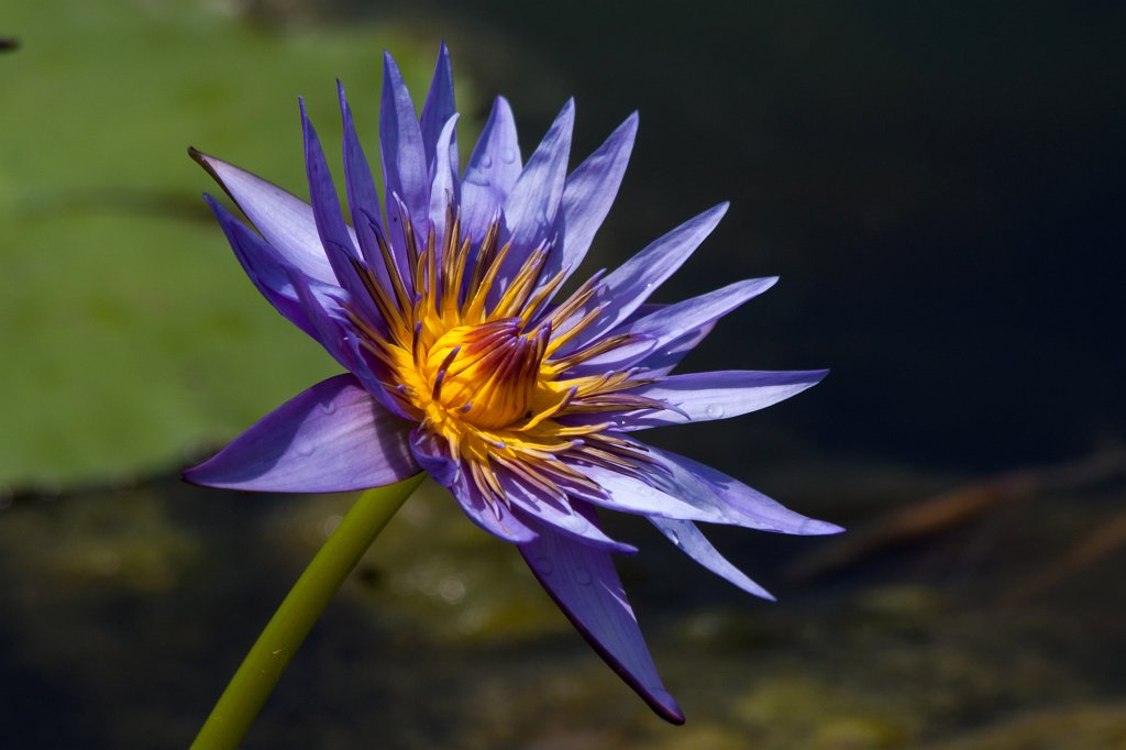 IMG_1437_c.jpg -  Water-lily  ( Seerose )