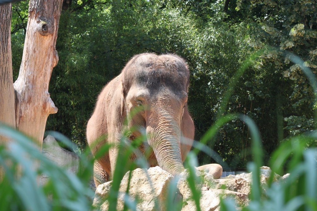 IMG_1492.JPG -  Elephant  ( Elefant )