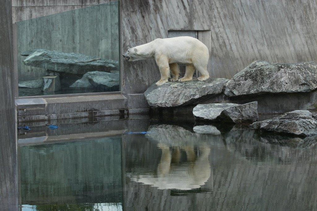 IMG_1615.JPG -  Polar bear  ( Eisbär )